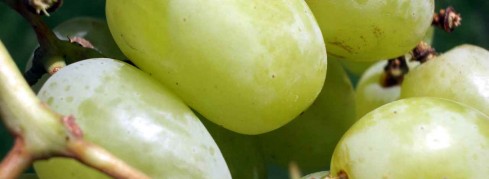 Hoffest 2016 Alois Kirchen