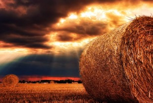 „Ein Mord im Kornfeld“